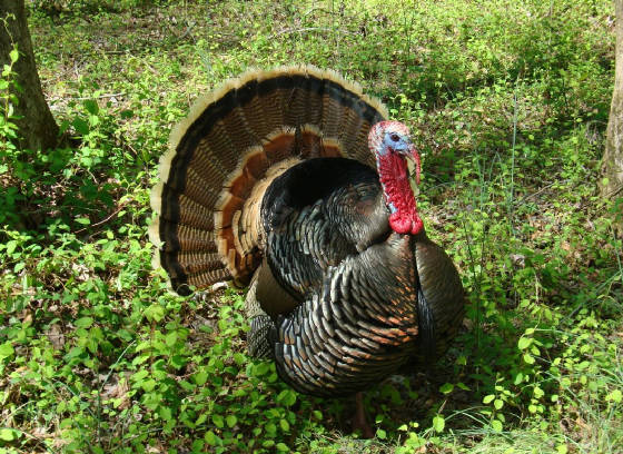 TomTurkey0409_014w.jpg