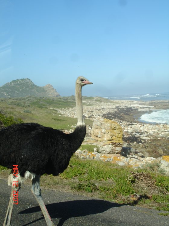 Cape_Town_158.jpg